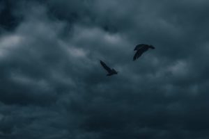 Alto deshecho Pájaros en silencio Aves que rompen 